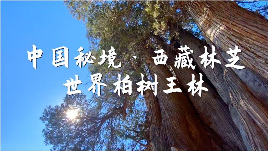 了解电饭煲哪个牌子好用质量好,打开知识星球的大门