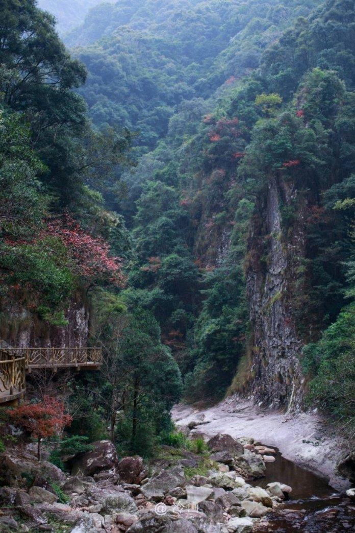 蜂王救援